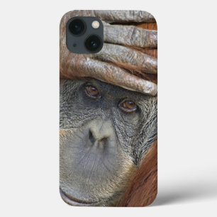 Etui iPhone Case-Mate Captive female Sumatran Orangutan