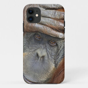 Coque iPhone 11 Captive femelle Orangutan
