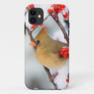 Coques Pour iPhone Cardinal du Nord femelle sur Winterberry commun