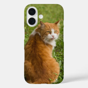 Coques iPhone 16 Chat, Féline, Animal