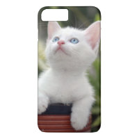 Chaton blanc turc