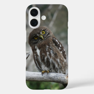 Coques iPhone 16 Chevêchette naine