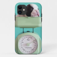 Chiot de bouledogue français