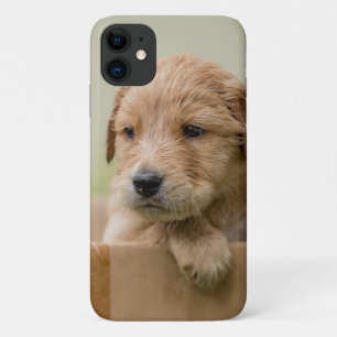 Case-Mate iPhone Case Chiot d'or à la recherche d'or en boîte