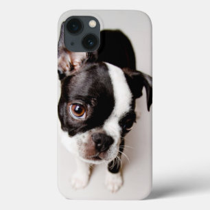 iPhone 13 Case Chiot Edison Boston Terrier.