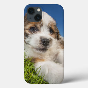 Etui iPhone Case-Mate Chiot mignon (Shitzu)