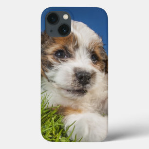 Case-Mate iPhone Case Chiot mignon (Shitzu)