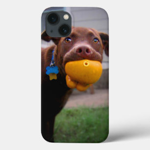 Coques Pour iPhone Chocolat Lab Chiot avec balle