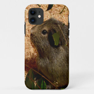 Case-Mate iPhone Case Cochon de Guinée Brown, en douceur,