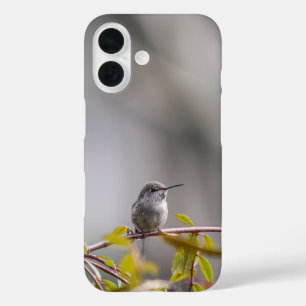 Coques iPhone 16 Colibri 3346