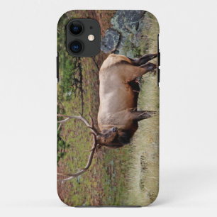 Coque iPhone 11 Colorado Elk iPhone 5