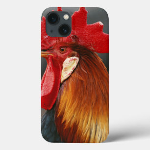 Etui iPhone 13 Coq domestique de la ferme