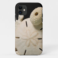 Coquilles blanches et dollar de sable