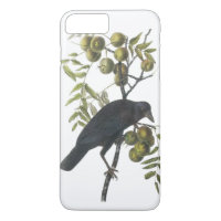Crow américain par Audubon