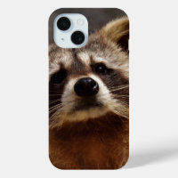 Curieux Photo Raccoon