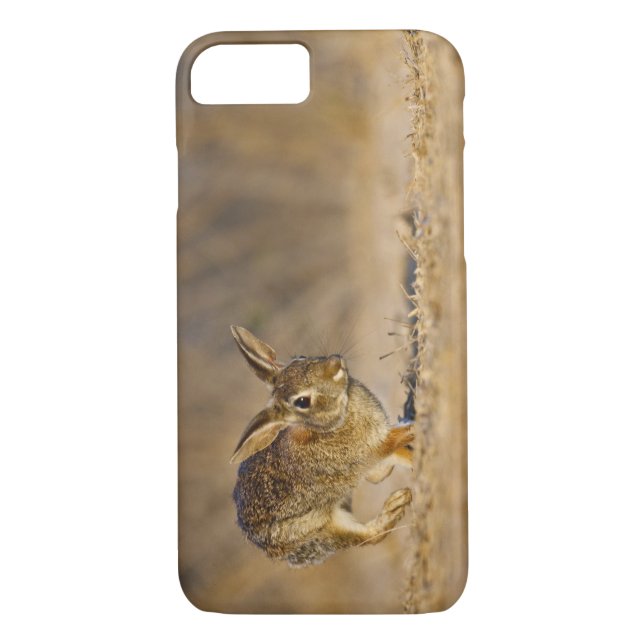 Coques Case-Mate iPhone Eastern cottontail rabbit hopping (Dos)