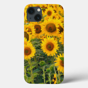 Etui iPhone Case-Mate Eh bien, États-Unis, Colorado, Tournesols