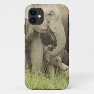 Coque Case-Mate Pour iPhone Éléphant indien / asiatique et jeune, Corbett 3