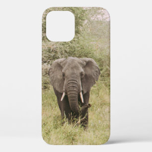 Case-Mate iPhone CASE ÉLÉPHANT REGARDANT UNE VOITURE D'EXCURSION