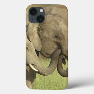 Etui iPhone 13 Éléphants asiatiques indiens