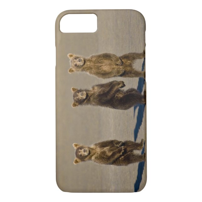 Coques Case-Mate iPhone États-Unis Alaska. Cubes d'ours Brown côtier (Dos)