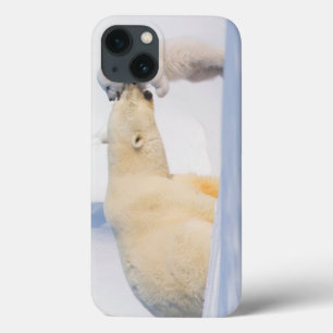 Etui iPhone 13 États-Unis, Alaska, North Slope   Ours polaires