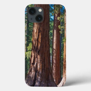iPhone 13 Case États-Unis, Californie. Troncs de séquoia, Marip