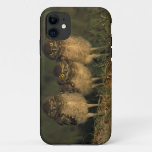 Coque iPhone 11 États-Unis, Floride, Cape Coral. Trois hiboux des