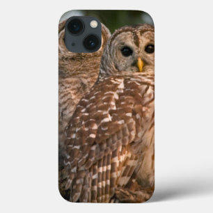Coques Pour iPhone États-Unis, Floride, Viera Wetlands. Trois barrés