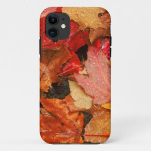 Coque Case-Mate Pour iPhone États-Unis, Maine. Feuilles d'érable d'automne