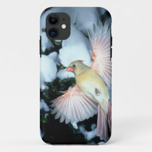 Etui iPhone Case-Mate États-Unis, Minnesota, Mendota Heights, Cardinal f