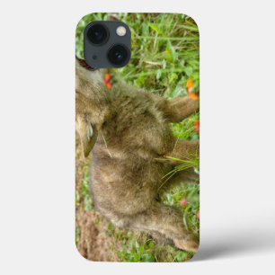 Etui iPhone Case-Mate États-Unis, Minnesota, Sandstone, faune du Minneso