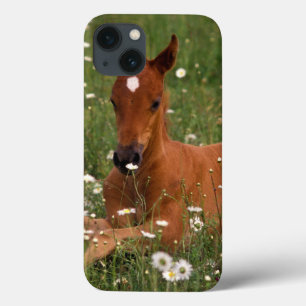 Etui iPhone 13 États-Unis, Oregon, Poney arabe.