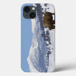 iPhone 13 Case États-Unis, WY, Parc national de Yellowstone, Biso