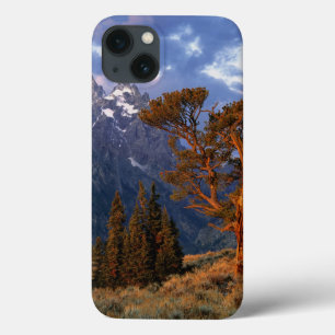 iPhone 13 Coque États-Unis, Wyoming, Grand Teton NP. Un cèdre soli