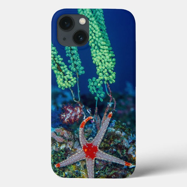 Coques Case-Mate iPhone Étoile de mer et tunicier (Verso)