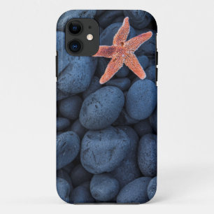 Coque Case-Mate Pour iPhone Étoiles de mer sur les roches noires le long de l