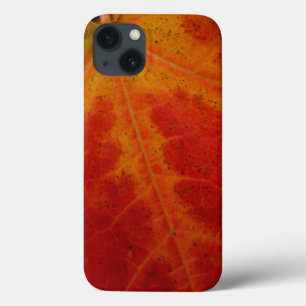 iPhone 13 Coque Feuille d'érable rouge Abstraite Automne Photograp
