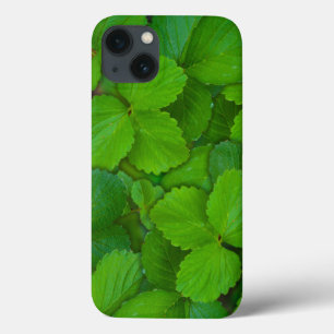 iPhone 13 Coque Feuille en bon état vert saint de Basil Tulsi