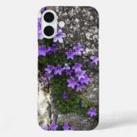 Fleurs Campanula grandissant sur un mur
