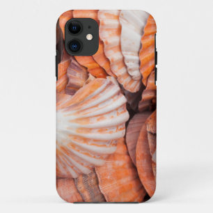 Coque iPhone 11 Florida Keys, Key West, coquillages