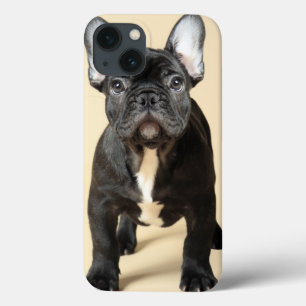 iPhone 13 Coque French Bulldog Puppy