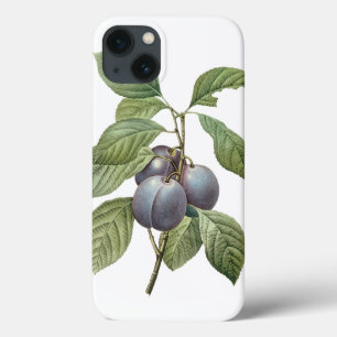 Coques Pour iPhone Fruits alimentaires vintage, prunes de jardin viol
