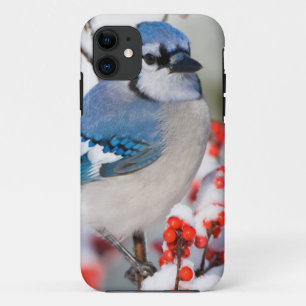 Coque iPhone 11 Geai bleu dans l'Ilex verticillé