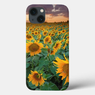 iPhone 13 Case Gisement de tournesol dans Longmont, le Colorado