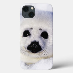 iPhone 13 Case Golfe de glace de bébé phoque d'harpe de St