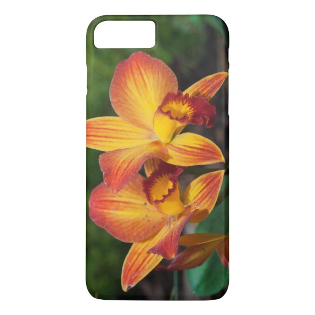 Coques Case-Mate iPhone Gorgeous Orange Yellow Rhyncattleanthe Orchid (Dos)
