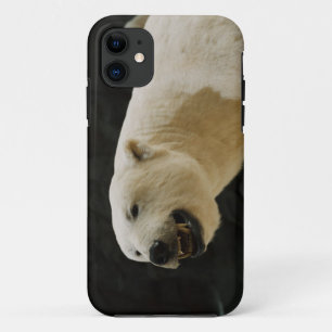 Case-Mate iPhone Case Graine d'ours polaire