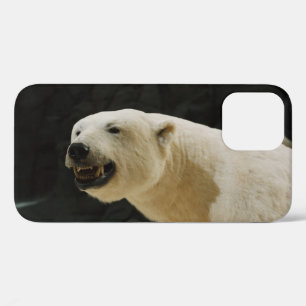 Coques Pour iPhone Graine d'ours polaire