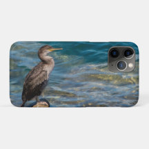 Grand Cormorant Sur Les Rochers